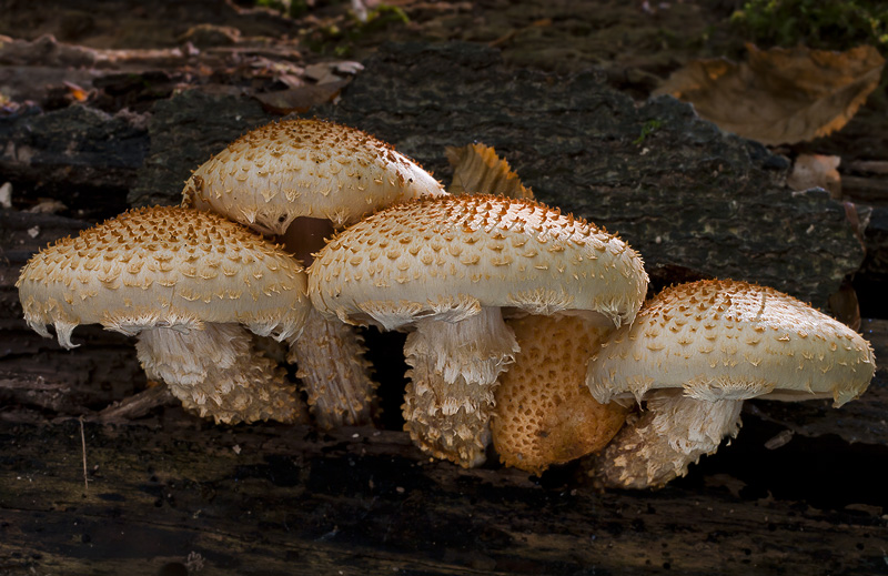 Pholiota squarrosoides